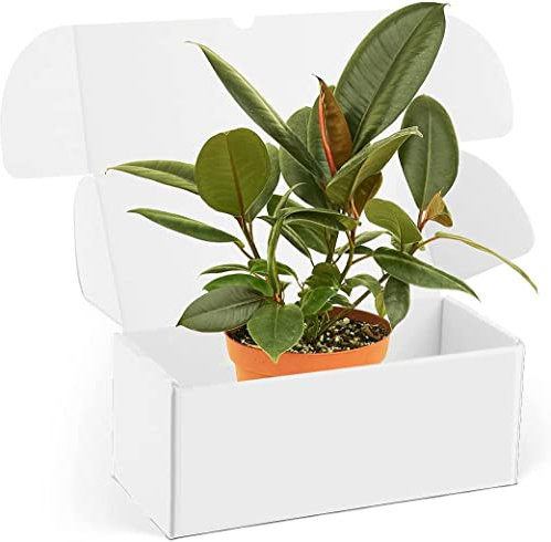 DECOALIVE Ficus Elastica Árbol del Caucho Planta Natural para el Hogar o la Oficina