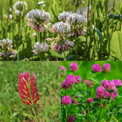 100g Red, White & Crimson Clover Green Manure Seeds Mix Fix Nitrogen & Improve Soil Structure