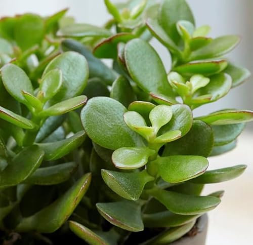 Money Plant JadeCrassula Ovata in a 1.5 Litre Pot-Cutting Chinese Money Tree No Root Needed