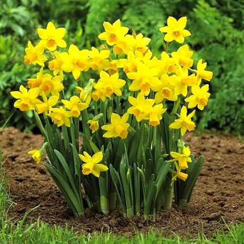 Gardeners Dream Mini Narzissen Zwiebeln 'Tete-A-Tete' (500 Stk.) - Blumenzwiebeln Mehrjährig Winterhart Frühblüher - Osterglocken Blumenzwiebeln für den Pflanzen Garten und als Balkon Pflanzen