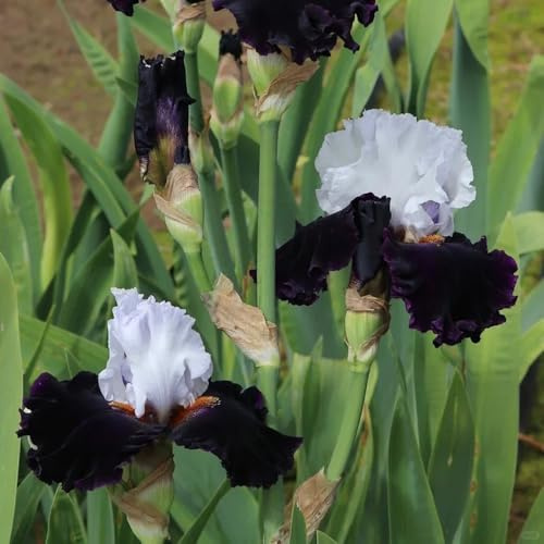 Bulbos de iris perenne resistente - interior decoración jardín exóticas 8pcs
