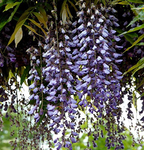 Blauregen Macrobotrys 60-80cm - Wisteria floribunda - lebende Gartenpflanze aus den Baumschulen