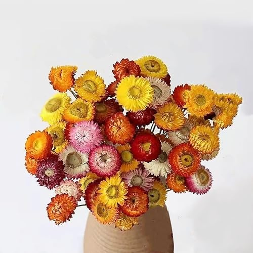 30Pcs Natural Dried Daisy Flowers Stems - Real Natural Dried Flowers Bouquet for Vase, Farmhouse Rustic Wedding Home Decor, DIY Handmade Dry Flower Arrangement, Valentine's Day, Gift, Multi-Colored