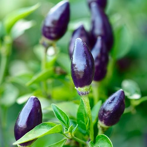 semillas de chile, balcón resistentes pimiento jardín variedades antiguas 300pcs