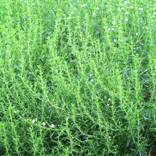 semillas de ajedrea orgánicas, cobertura del suelo jardín camas elevadas, perennes resistentes 800pcs