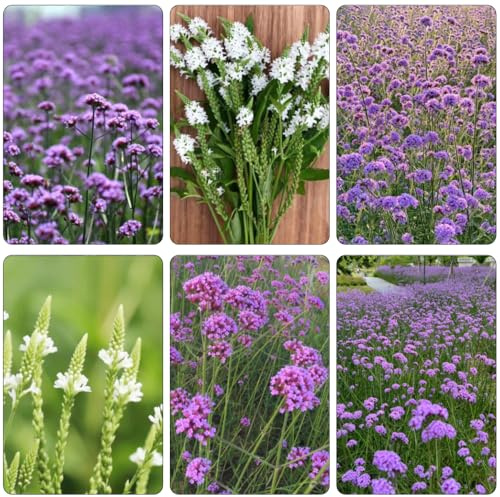 eisenkraut blumensaat blumenwiesensaat küchenkräuter kräutersamen heilkräuter blumenbeet balkon frühlingsblumen schnittblumen kräuterpflanzen exotische zimmerpflanzen wildblumen 250samen