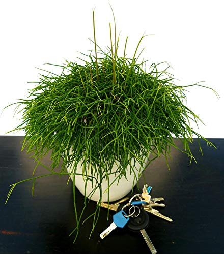POWERS TO FLOWERS - RHIPSALIS CASSUTHA XL IN VASO CERAMICA BIANCO, pianta vera