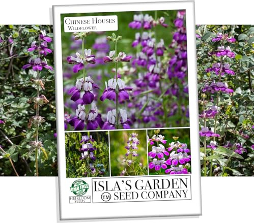 Chinese Houses Flower Seeds for Planting, 3000+ Flower Seeds Per Packet, (Isla's Garden Seeds), Non GMO & Heirloom Seeds, Scientific Name: Collinsia heterophylla, Great Home Garden Gift