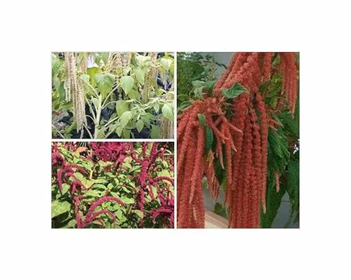 g - 1,5 g Fuchsschwanz Mischung Saatgut Garten Pflanzen - Samen F-S413 - Seeds & Plants Shop by Ipsa