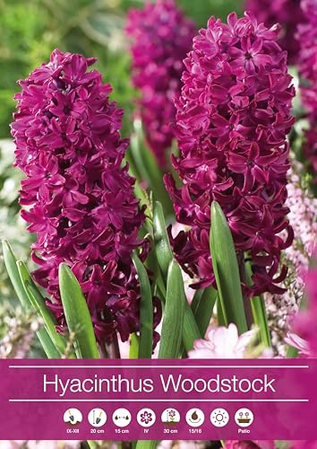 3 Bulbi di Giacinto rosso porpora Woodstock | giacinti rossi | Dimensione 15/16 cm | Fioritura Primaverile | Bulbi autunnali | spedito da Italia | MY PLANTIS