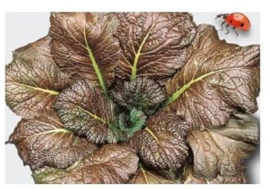 KS197 Seeds Plants Shop Seed Bench Pullingen Patrik Ipsa 35 x Leaf Mustard Red Giant EKO Mustard Seeds Vegetable Garden Seeds KS197