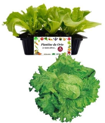 P. Piantine da Orto | Lattuga Brasiliana, Pianta da Orto o Balcone Pronta al Trapianto, Kit da 9 Piantine, Pianta Vera da Esterno, Vivaio Italiano