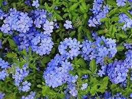 Semi di fiori blu Plumbago