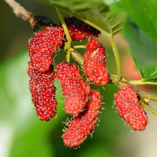 semi di gelso - gelso - colonnari da balcone resistenti resistente giardino resistenti perenni colonnari rare, cespugli 350pcs