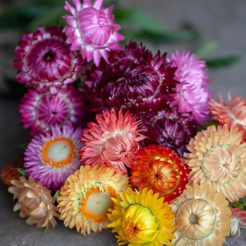 Semillas de paja, semillas de silvestres Xerochrysum bracteatum, Las perennes son perennes resistentes exóticas 100pcs