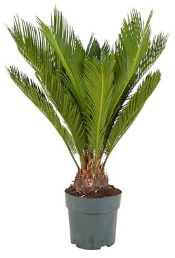 Bloomique - Cycas Revoluta - Palmfarn - Sagopalme - Palme - Sehr Pflegeleicht - Höhe 60-70 cm - Topf 17 cm