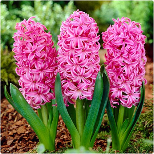 Pink Hyacinth 'Pink Pearl' X 10 Spring Flowering Bulbs, by Growtanical®