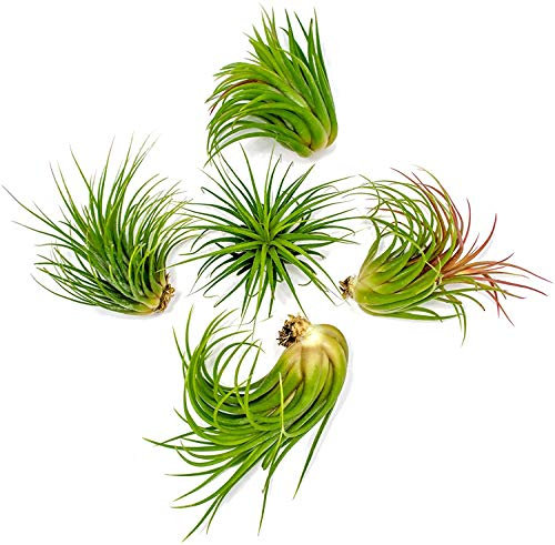 DECOALIVE Lote de 5 Claveles del Aire o Clavel del Aire Plantas Naturales Tillandsia