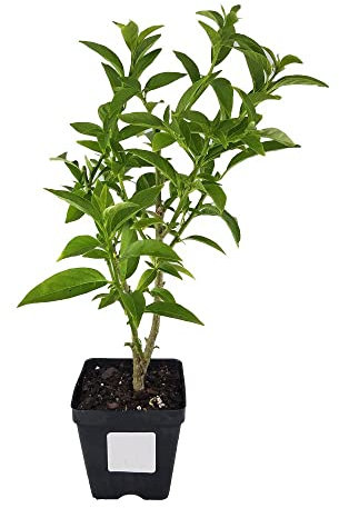 DECOALIVE Dama de Noche Planta Natural de Exterior