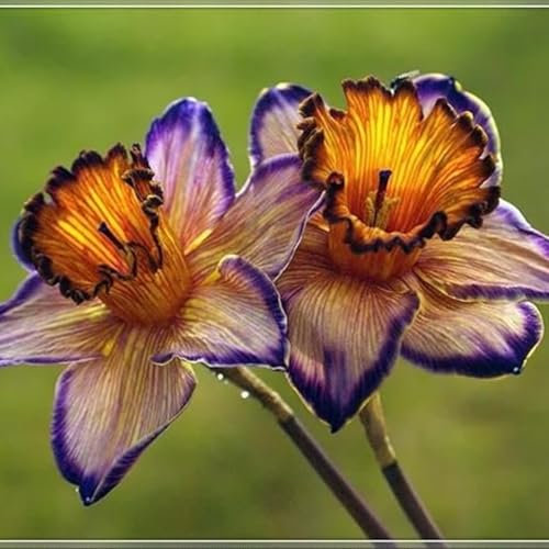 Narcissus Bulbs for Planting Now UK,Daffodil Bulbs,Flowering Rhizome,Greening Flower,Excellent Display Indoor Perennial Balcony Garden Bulbs.-10Bulbs-G