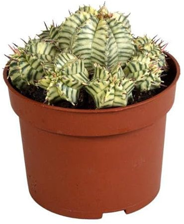 Euphorbia Meloformis Variegata - Arcilla - 10,5 cm - 1 x