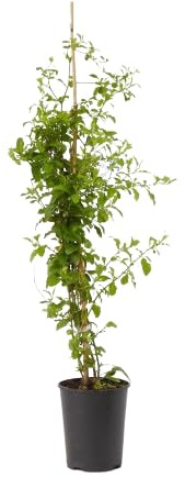 Verdecora Jazmín Azul | Planta natural de exterior en maceta de 15cm | Plumbago Azul - Plumbago del Cabo - Jazmín del Cielo | Planta trepadora | Planta natural de exterior con flor |