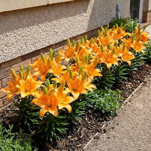 Bulbes de Lys Bordure Orange - Lys Bulbes - 10 Bulbes de Fleurs à Planter Exterieur - Plantes Vivaces Exterieur - Rustique - Naturelle Plantes de Hollande (gros, pas de graines)
