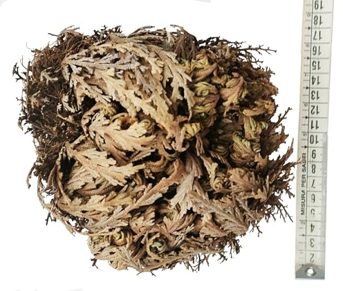 Ausgewählte große Jericho Rose XXL