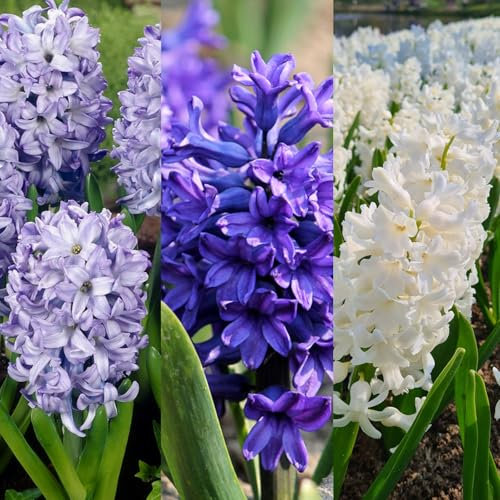 Carbeth Plants - 15 x Hyacinth Spring Bulbs Rhapsody in Blue Mix