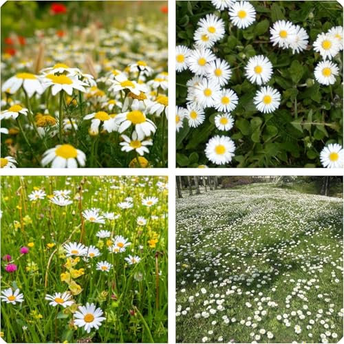 Semi di Margherita Selvatica per Giardino, Prato Fiorito, Margheritine dei Prati