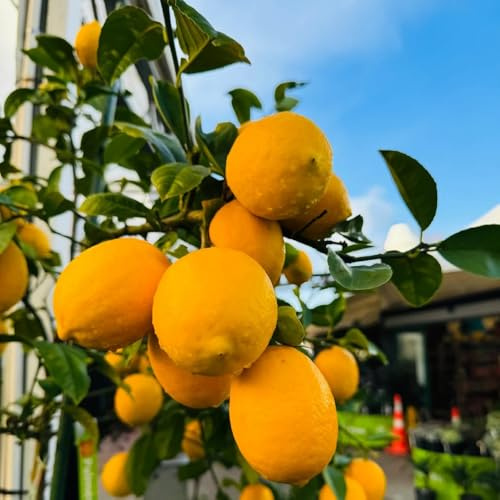 semillas de limonero - variedades antiguas Limonero de balcón jardineros exótico jardín rocas en espaldera 100pcs
