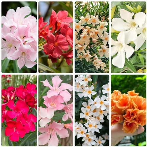comprar semillas de adelfa, jardín de arbustos balcón variedades antiguas jardín para exterior raras verano para lugares soleados decoración 16pcs