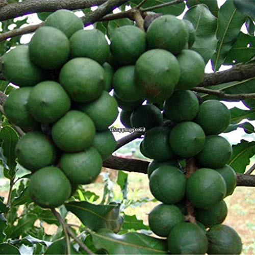 Portal Cool 2 Pz: 2 Pz Hawaiian Semi di Noci Macadamia Macadamia Integrifolia Semi di Albero Eh7E 01