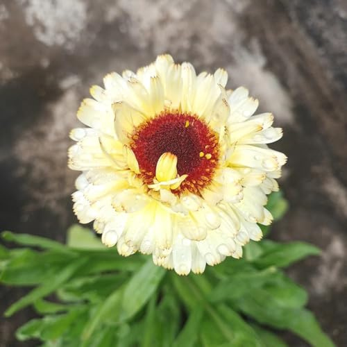 semillas de caléndula ornamentales decoración resistentes perennes de primavera, silvestres 600pcs