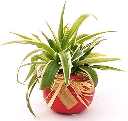 POWERS TO FLOWERS - CHLOROPHYTUM, FALANGIO MINI IN VASO CERAMICA ROSSO CON FIOCCO, pianta vera