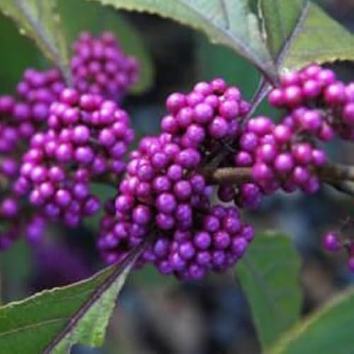 3 x Arbuste aux bonbons 'Profusion' - Callicarpa Bodinieri 'Profusion'- 40-60 cm en pot – pour un accent de couleur unique