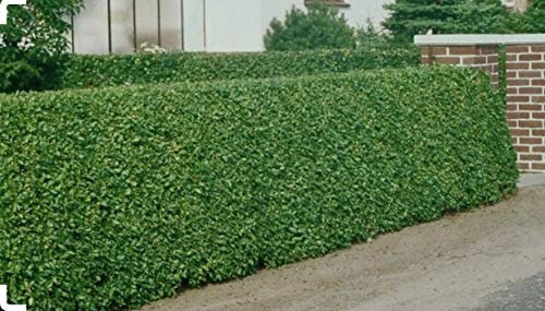 15 Green Privet Hedging 40-60cm Ligustrum Ovalifolium Bareroot Evergreen Plants