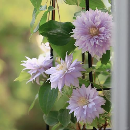 clematis winterhart - hochbeete für garten exotische stauden mehrjährig 3zwiebeln