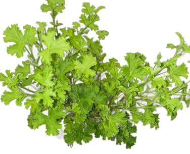 Geranio Citronela en Maceta – Planta Ideal para Espacios Abiertos y Sin Mosquitos