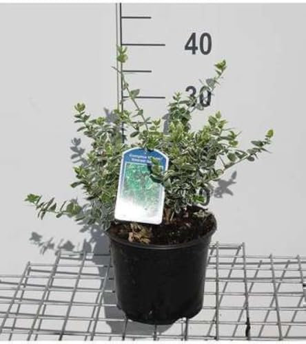 Euonymus fort. 'Em. Gaiety' - Fusain De Fortune, Bonnet Carré 20-30 cm en pot