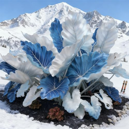 adatte come regali per le feste Bulbi di hosta-Perenne resistente al freddo, resistenti,giardini, balconi,belle,adatta per la decorazione di cortili e balconi-2 Bulbi-B
