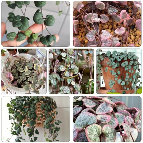 leuchterblume balkongarten winterharte kübelpflanzen balkon deko kräutergarten dachbegrünung heilkräuter topfpflanzen draußen winterhart indoor garten steingartenpflanzen winterhart 300samen