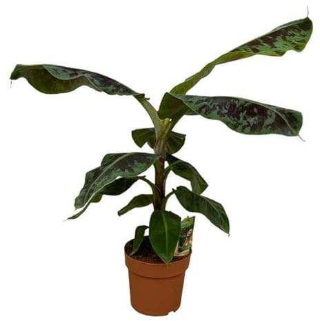 Bananenpflanze Musa – tropische Zimmerpflanze – Höhe ca. 80cm – Ø21cm – dekorative Pflanze mit großen grünen Blättern für Wohnzimmer, Büro & Balkon