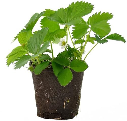 Planta de Freson Lista para Platar y Cultivar en Casa/Strawberry Natural