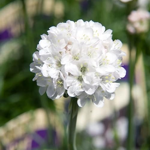 6x Gazon d'Espagne - Armeria maritima ‘Alba’ - Godet 9x9cm