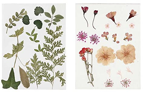 40 fiori e foglie secche - rosa e verde