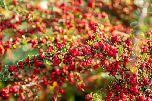 Fächer-Zwergmispel Cotoneaster horizontalis 80 cm Stamm winterhart | Bodendecker, dekorative Beeren, robust, ideal für Hänge, anspruchslos, farbenfrohes Herbstlaub