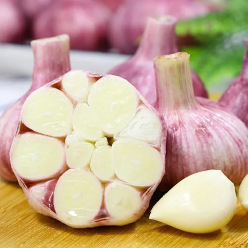 knoblauch pflanzknoblauch küchenkräuter, pflanzenanzucht knoblauch kaufen, balkon kräutergarten gartenkräuter 250samen