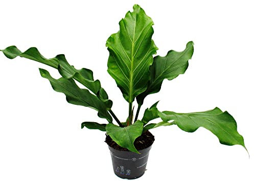 Exotenherz - Flamingoblume - Anthurium elipticum Jungle Bush - 17cm Topf