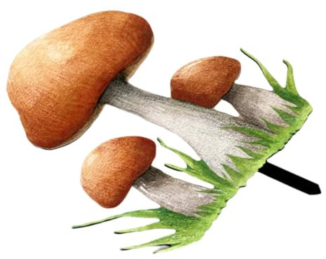HAKIDZEL Jardin Décoration Acrylique Forme De Champignon Piquet De Cour pour Aménagement Extérieur Insert pour Jardin Et Pelouse